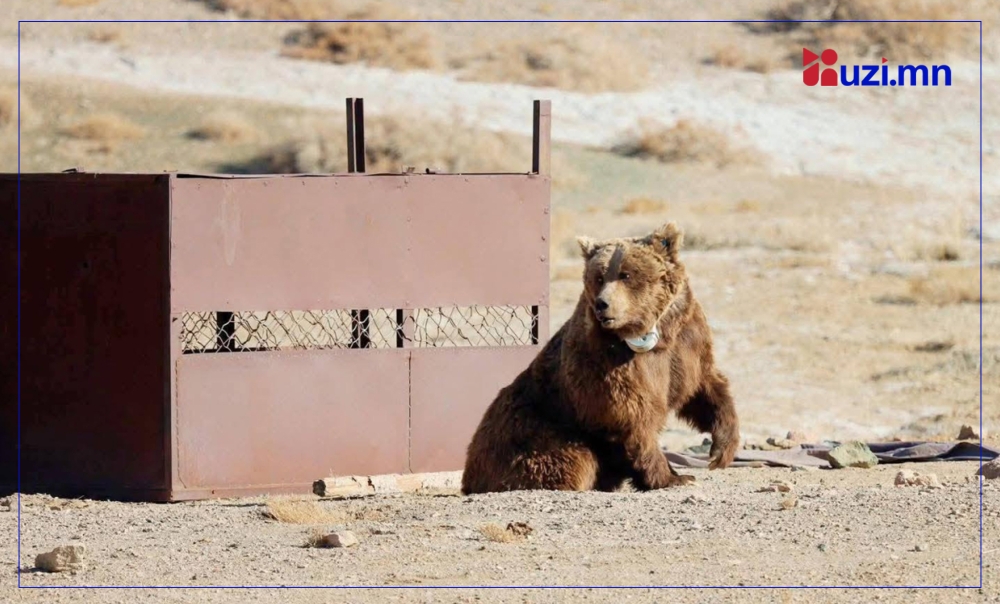 150 кг жинтэй Мазаалайд "ухаалаг" хүзүүвч зүүж, судалгаа эхлүүллээ