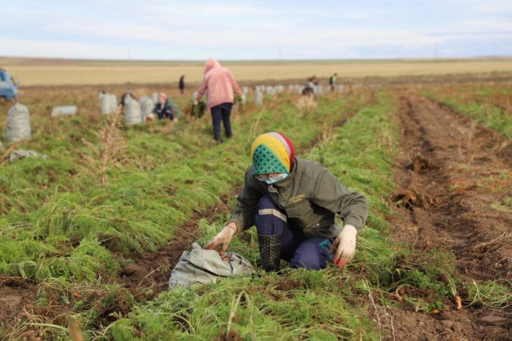 Ургац хураалтад нэмэлтээр нийт 26,000 хүн оролцож байна